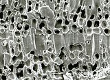 5 - Dettaglio delle cellule di fusione